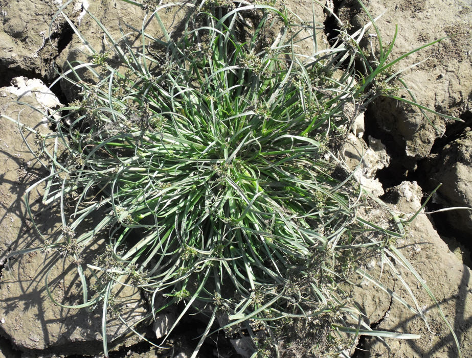 Cyperus fuscus